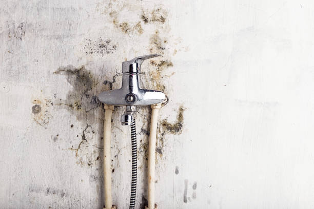 Home Mold Removal in Lakeland North, WA