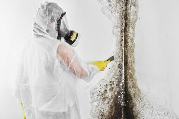 Best Attic Mold Removal  in Lakeland North, WA