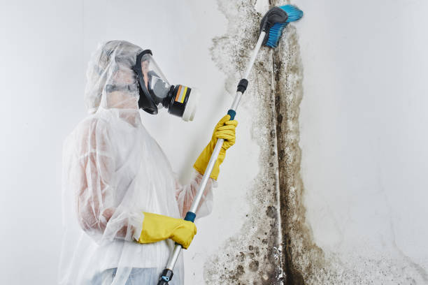 Best Certified Mold Removal  in Lakeland North, WA
