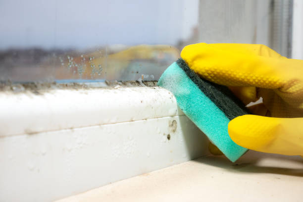 Best Fast Mold Removal  in Lakeland North, WA