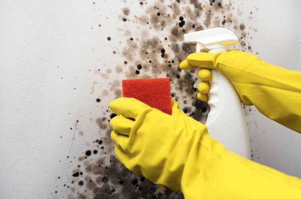 Best Fast Mold Removal  in Lakeland North, WA