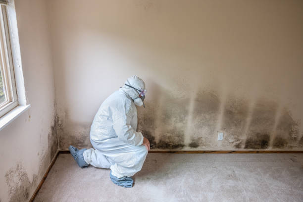 Best Certified Mold Removal  in Lakeland North, WA