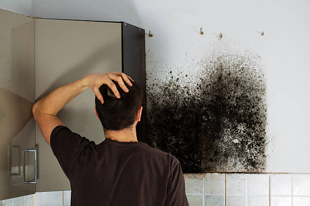 Best Affordable Mold Removal  in Lakeland North, WA