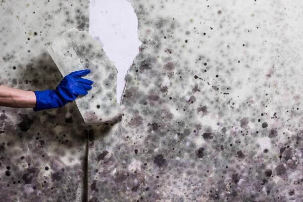 Best Mold Cleaning Services  in Lakeland North, WA